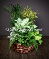 BASKET GARDEN 