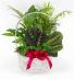 Basket Garden Assorted Plants
