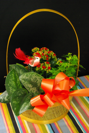 Basket Garden House plants in a basket
