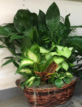 Basket garden of green plants plants