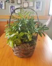 Basket Garden(8in) Plant