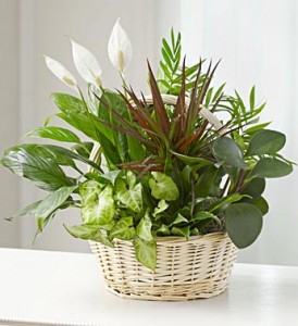 Stylish Basket Garden Planter  *** Call for Availability  ***
