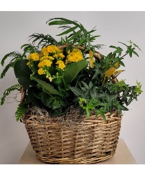 Basket Garden Plants