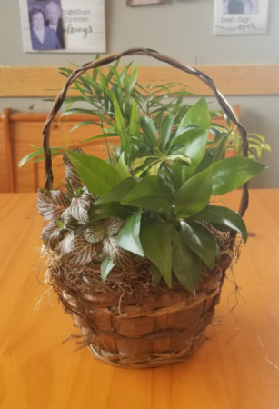 Basket Garden(6in) Plant