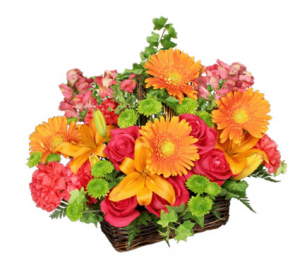 Basket of Bright Blooms basket arrangement in North Adams, MA | MOUNT WILLIAMS GREENHOUSES INC Basket of Bright Blooms basket arrangement in North Adams, MA | MOUNT WILLIAMS GREENHOUSES INC