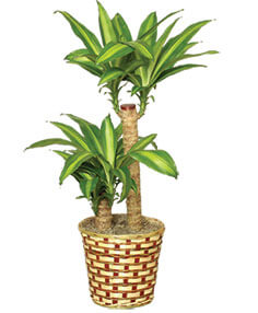 Category Image