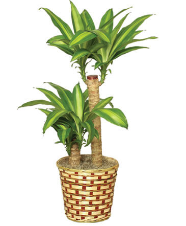 BASKET OF CORN PLANTS  Dracaena fragrans massangeana  in Ozone Park, NY | Heavenly Florist