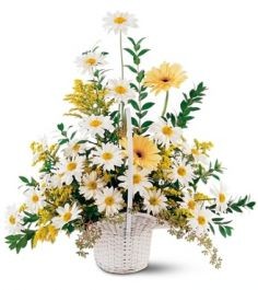 Basket Of Daisies