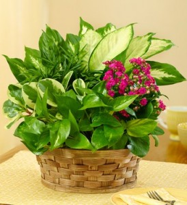 Basket of Everlasting Plant Basket