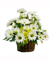 Daisies in a Basket 