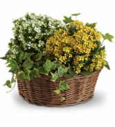Basket of Joy plant
