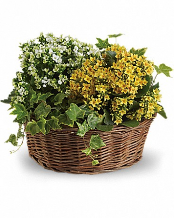 Basket of Joy T95-2
