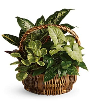 Basket of Lush Greens Planter