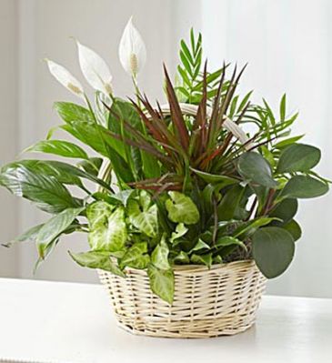 Basket of Mix Plants   in Bedford, NH | Dixieland Florist & Gift Shop Inc.