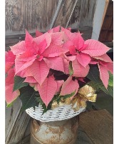 Basket of Pink Poinsettia living plant