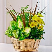 Basket of Plants with Fresh Cut Flowers 