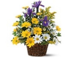 Basket of Spring Iris Bouquet Fresh Spring Flowers