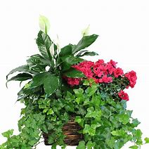 Basket of Treasures Mixed Plant Basket