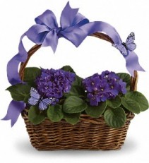 Basket of Violets Blooming Plant