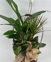Basket Plant Garden  Plant Garden