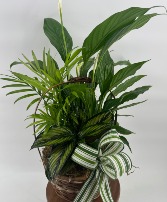 Basket Plant Garden Plant Garden