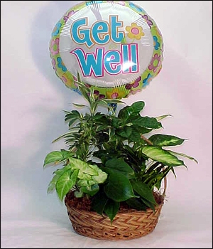 Plant Basket w/Get Well Mylar Balloon 