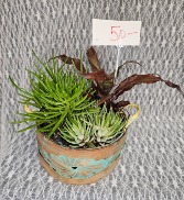 Basket w/ 3 succulent's 