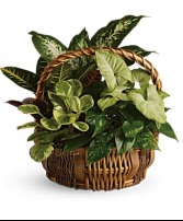 Basketgarden  Plant