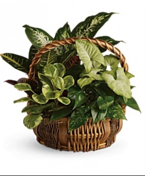 Basketgarden  Plant