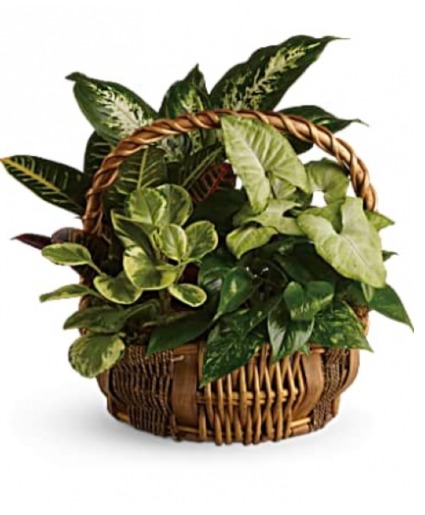 Basketgarden Plant