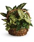 Basketgarden  Plant