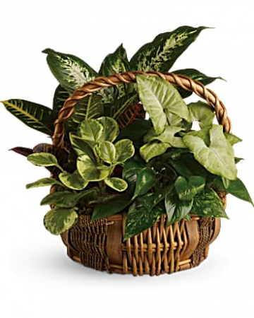 Basketgarden  Living green plants in assorted rustic baskets, easy to maintain and a long living gift 