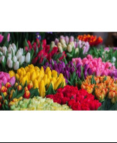 BC Tulip Bundle Bi-Weekly Subscription Program 