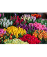 BC Tulip Bundle Bi-Weekly Subscription Program 