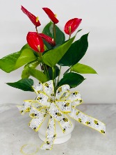 BE MY HONEY BEE  BLOOMING ANTHURIUM 