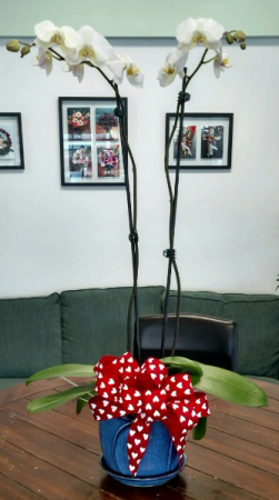 Be My Valentine 2 Stem Orchid