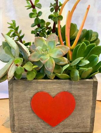 Be My Valentine Succulent Succulent Box