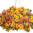 Beachside Drive -- 12" Hanging Basket  