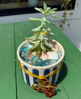 Beachy Bundle  Potted Plant