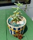 Beachy Bundle  Potted Plant