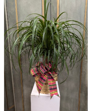 Beaucarnea recurvata Ponytail Palm Green plant