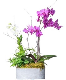 Beauties A-Bloom orchids & green plants