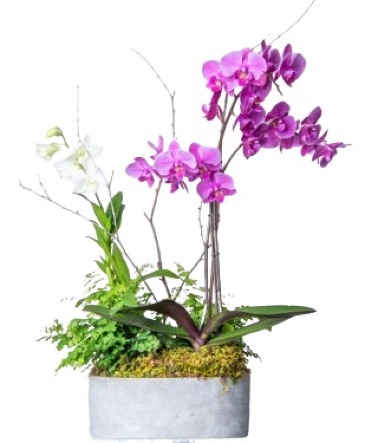 Beauties A-Bloom orchids & green plants in Southern Pines, NC | Hollyfield Design Inc.