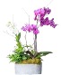 Beauties A-Bloom orchids & green plants