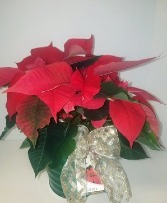Beautiful 6.5" Poinsettia  Plant