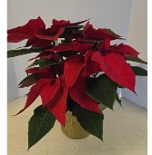 Beautiful 6.5" Poinsettia  Plant