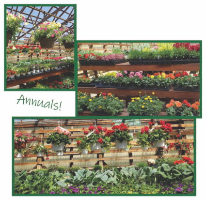 Beautiful Annuals are here!  