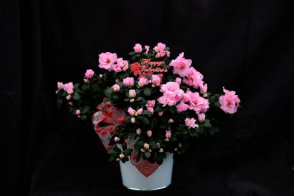 Beautiful Azalea Blooming Plant