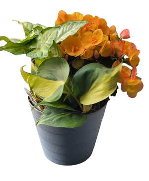Beautiful Begonia Plant
