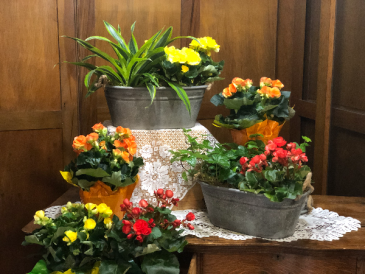 Beautiful Begonias Plant